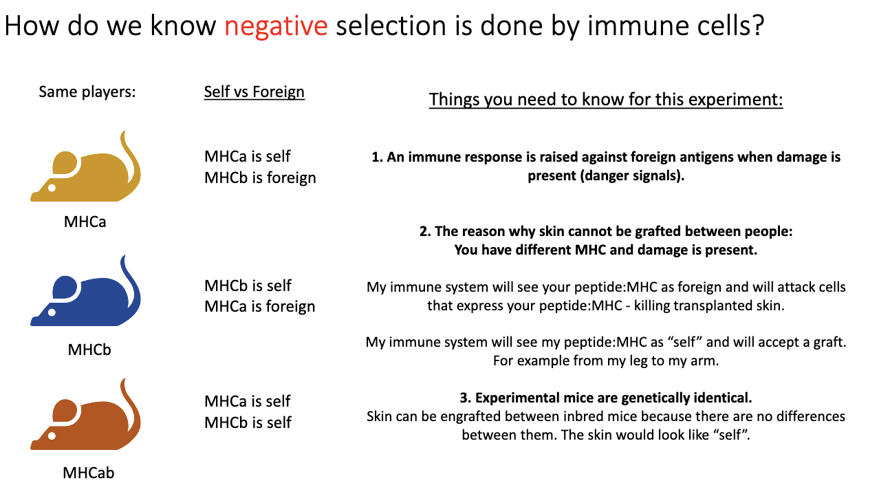 <ul><li><p><strong>Negative selection:</strong> removes T cells that strongly react to self-peptides.</p></li><li><p><strong>Evidence from skin grafts:</strong></p><ul><li><p><strong>Genetically identical mice (same MHC, e.g., MHCA → MHCA):</strong> skin grafts are <strong>accepted</strong> because self-reactive T cells were removed by negative selection.</p></li><li><p><strong>Genetically different mice (different MHC, e.g., MHCA → MHCB):</strong> skin grafts are <strong>rejected</strong> because T cells recognize the foreign MHC.</p></li></ul></li></ul><p></p>