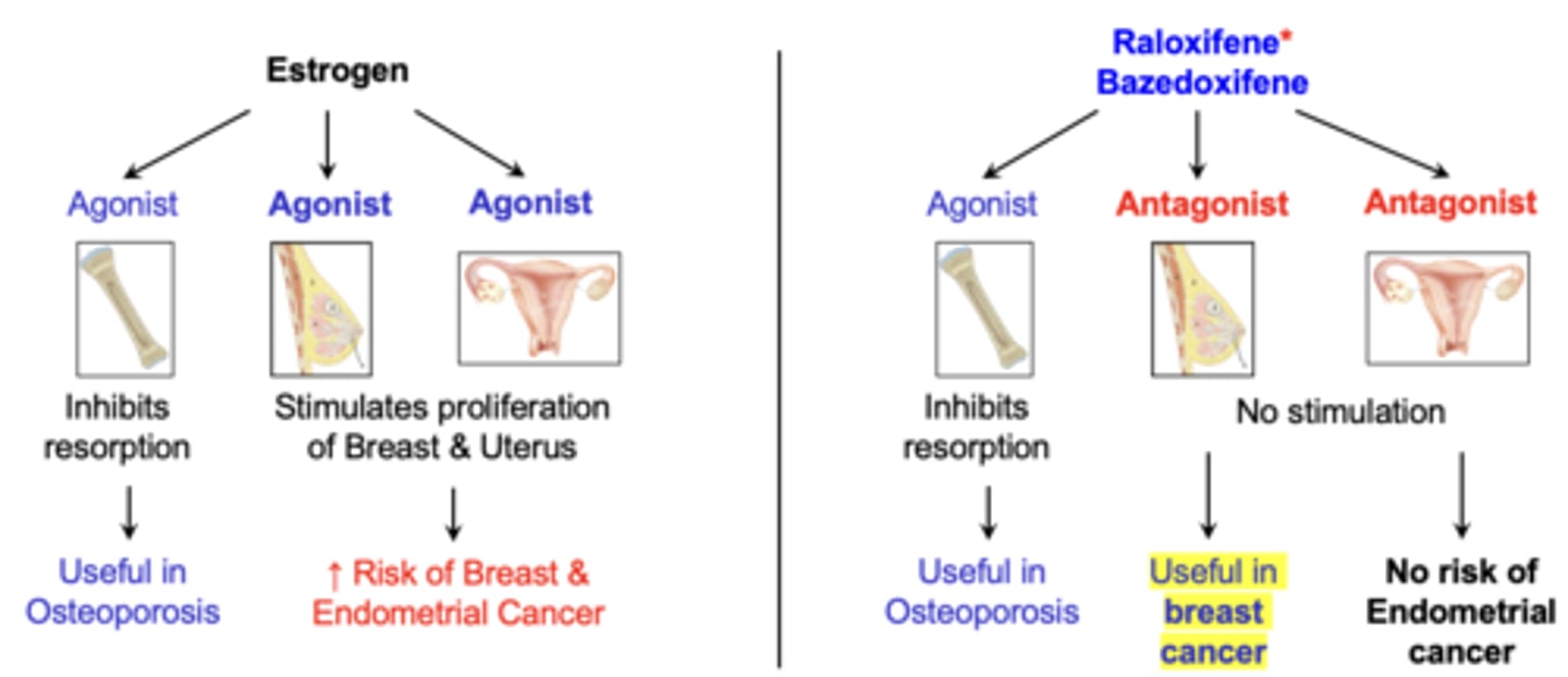 <p>-Bind to estrogen receptors and produce tissue-selective effects on target organs</p><p>-Agonist: bone (useful in osteoporosis)</p><p>-Antagonist: breast and uterus (useful in breast cancer, no risk of endometrial cancer)</p>