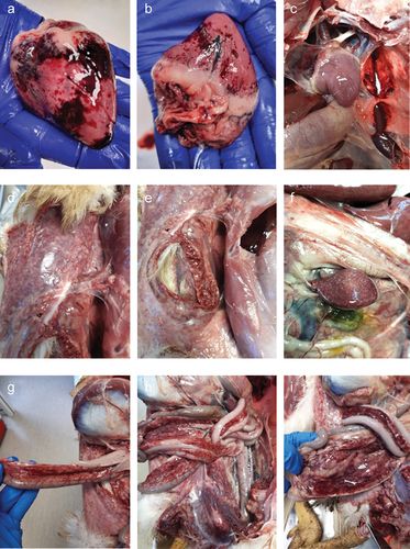 <p>Acute septicemia</p>