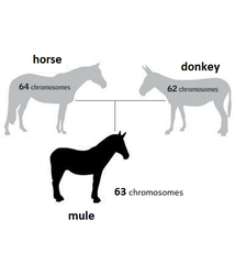 - mechanisms that prevent formation of viable, fertile offspring after mating has occurred
- basically when mating could happen, but a viable, fertile offspring could not be achieved
- ex. a horse and a donkey can mate and produce a mule, but the mule is unable to reproduce
- gametic isolation
- hybrid inviability
- hybrid infertility
- low hybrid fitness