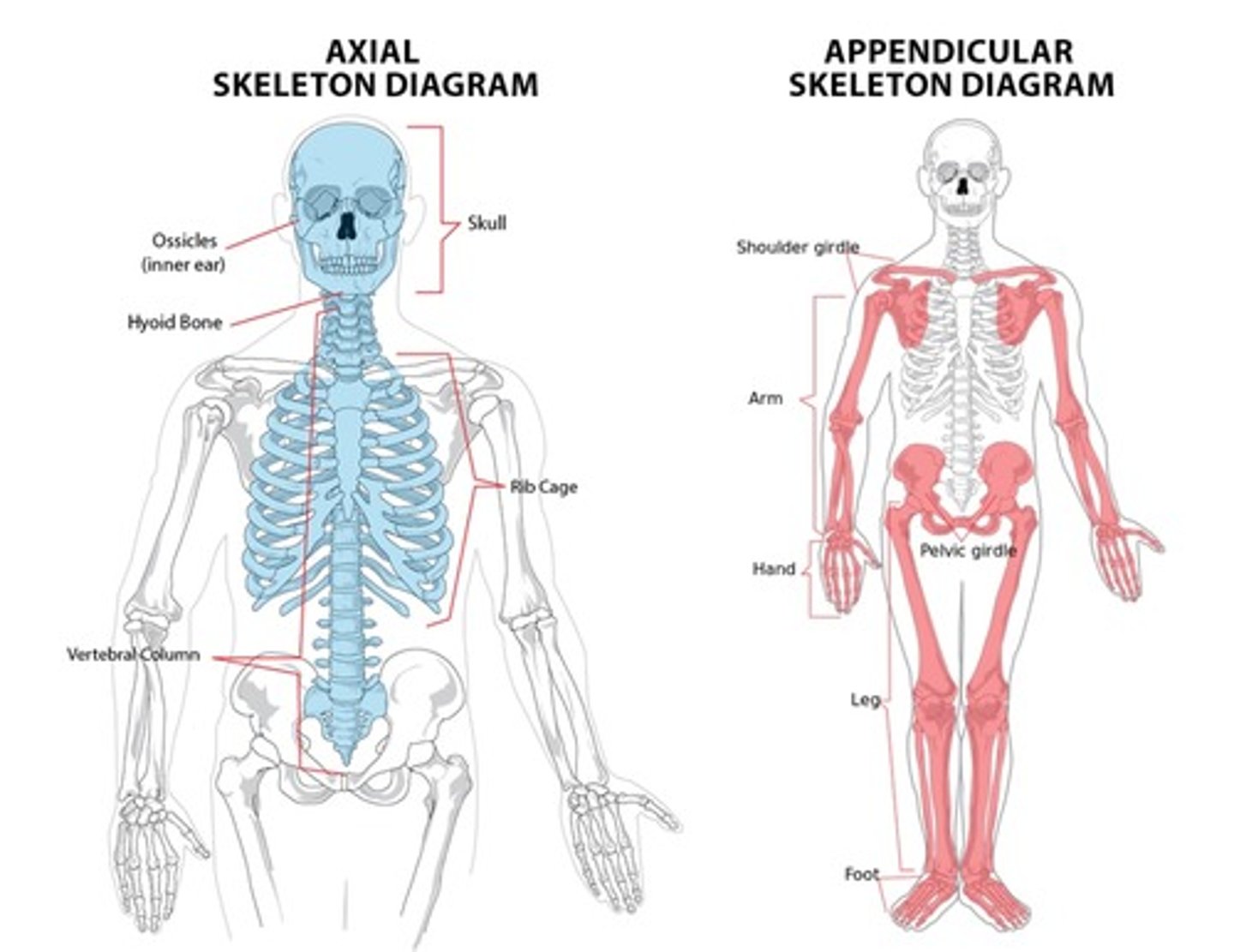 <p>axial = skull, vertebral column, and rib cage</p><p>appendicular = all other limbs, pelvic and pectoral girdle</p>