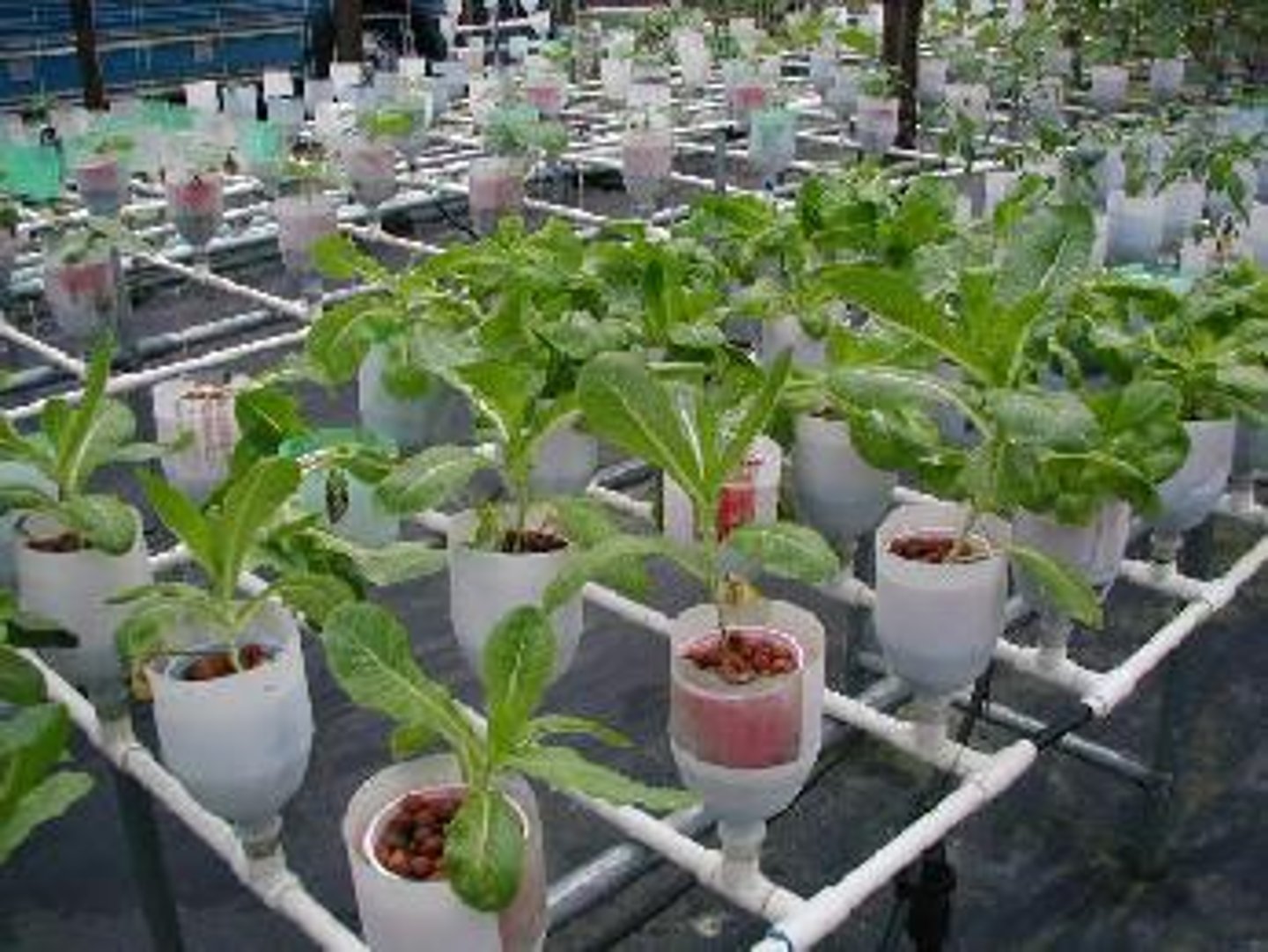 <p>Cultivation under greenhouse conditions with roots in nutrient rich solution, and not soil.</p>