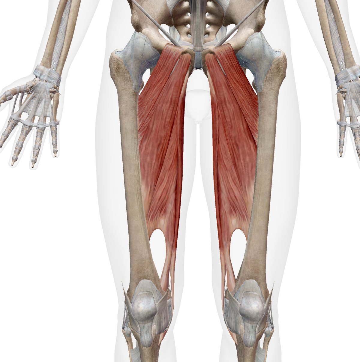 <ul><li><p>Pectineus</p></li><li><p>Gracilis</p></li><li><p>adductor Longus</p></li><li><p>Adductor Brevis</p></li><li><p>adductor magnus</p></li></ul><p></p>