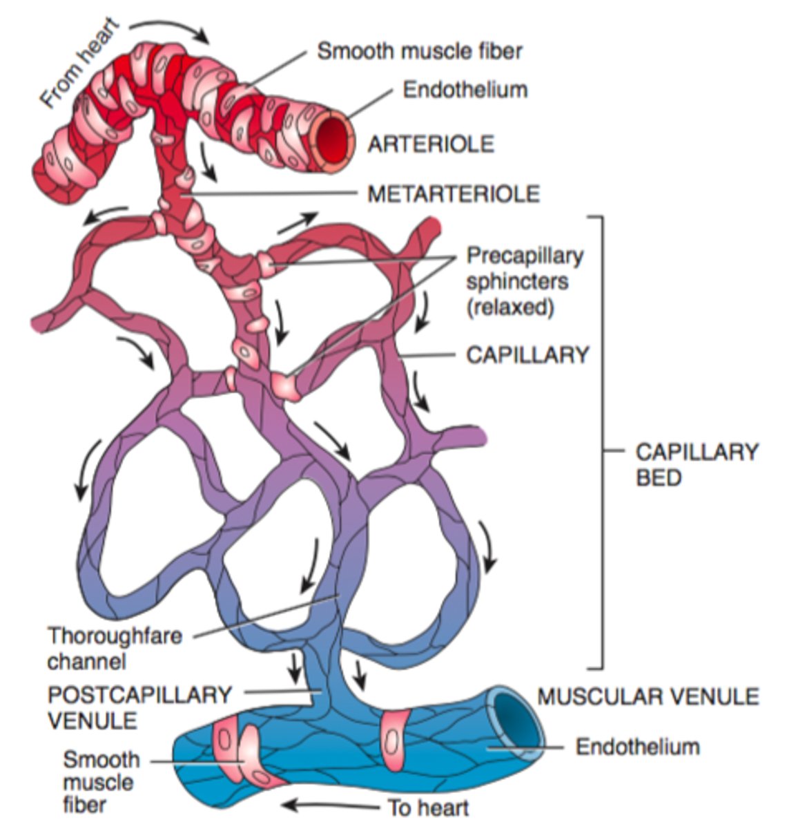 <p>drain the capillary beds</p>