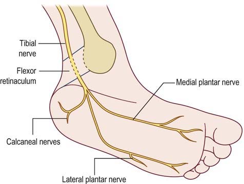 <ul><li><p>lateral plantar nerve</p></li><li><p>medial plantar nerve</p></li></ul><p></p>