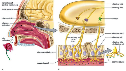 <p>olfactory epithelium lining the superior portion of nasal cavity</p>