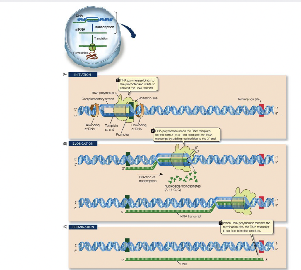 <ul><li><p>first step from genotype to phenotype is the formation of the messenger RNA</p></li><li><p>RNA very similar to DNA (U instead of T), RNA has 2’ hydroxyl but that does not have an effect</p></li><li><p>Similarity allows for information to be easily transferred</p></li><li><p>RNA polymerase (enzyme) sits down on DNA at the beginning of a gene and unwinds</p></li><li><p>Starts creating a complementary RNA strand, until it reaches the end of the gene</p></li></ul>