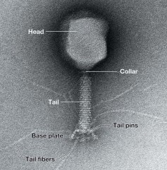 <ul><li><p>class I (+/-) dsDNA</p><ul><li><p>(-) DNA → (+) mRNA</p></li></ul></li><li><p>large, icosahedral tail with helical tail surrounded by a contractile sheath, 170 kbp folded <strong>linear genome</strong></p></li><li><p>Tail structure</p><ul><li><p>tail ends at base plate</p><ul><li><p>base plate consists of tail fibers and pins</p></li></ul></li></ul></li><li><p>virulent - actively reproduce inside the  host cell</p></li><li><p>lytic -  reproduction leads to lysis of the host cell</p></li><li><p>uses similar replication mechanism as host cell - “primer” problem</p></li></ul>