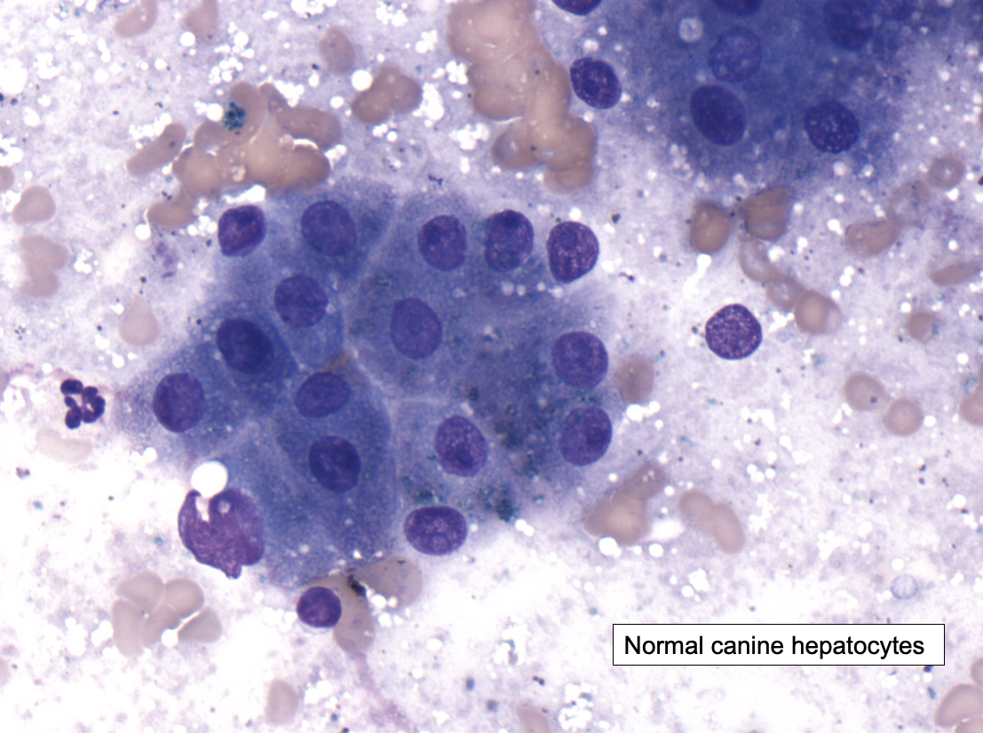 <p><span>Clinical Relevance: <br>Vacuolar Change in Canine Hepatocytes</span></p>