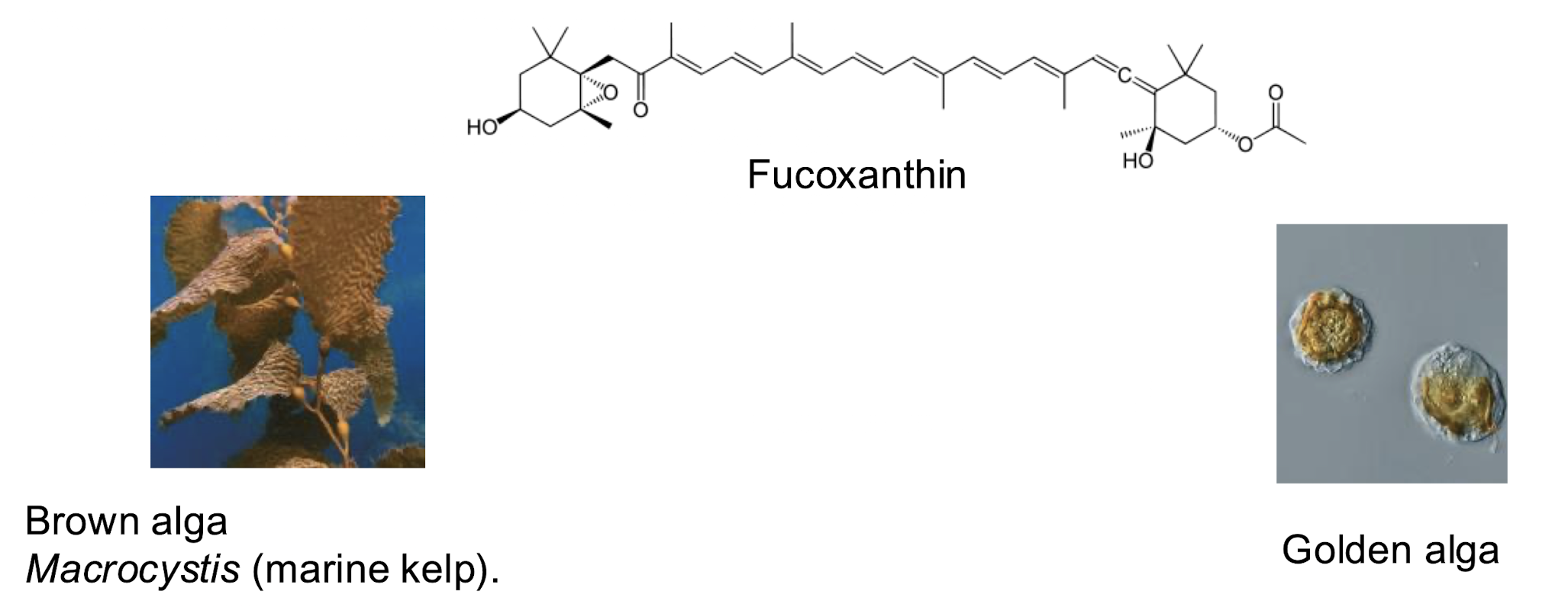 <p><span style="color: green;"><em>Both are photosynthetic;</em></span> </p><ul><li><p><strong>golden algae are unicellular;</strong></p></li><li><p><strong>brown algae are multicellular </strong>(kelps)</p></li><li><p>Both contain fucoxanthin.</p></li></ul><p></p>