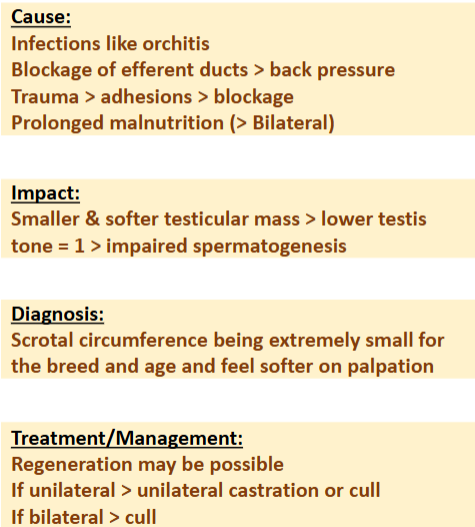 <p><span>Testicular Degeneration</span></p>