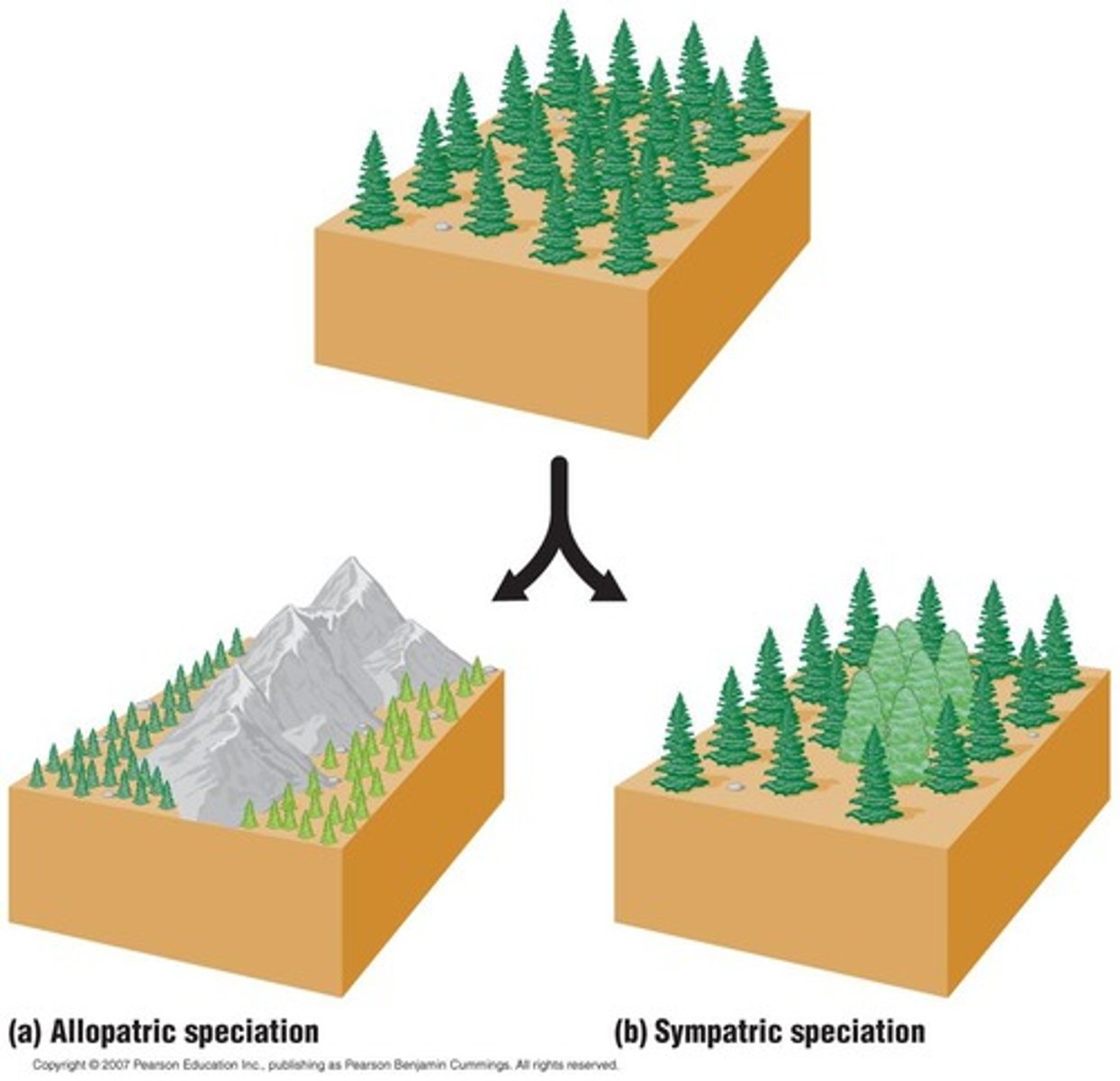 <p>Speciation that occurs when populations are geographically isolated.</p>