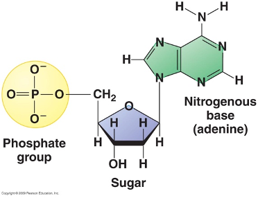 <p>The building blocks of DNA and RNA, consisting of:</p><ul><li><p>a phosphate group</p></li><li><p>a pentose sugar</p></li><li><p>a nitrogenous base</p></li></ul><p></p>
