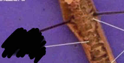 <p>Identify this structure</p>