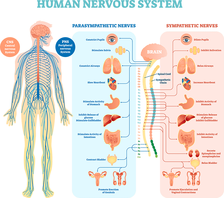 <p><span style="font-family: inherit; line-height: inherit; font-size: inherit;"><strong><span>Sympathetic</span></strong></span><span><span> and </span></span><span style="font-family: inherit; line-height: inherit; font-size: inherit;"><strong><span>Parasympathetic</span></strong></span><span><span> divisions of the human nervous system</span></span></p>