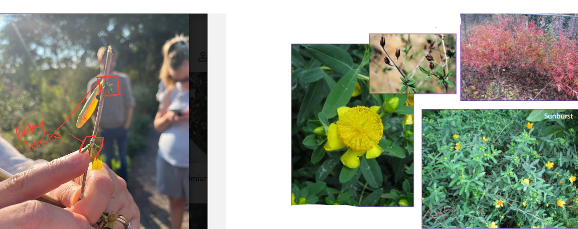 -spiky seed pods
-has baby leaves along with adult leaves
-peeling bark
-largest of hypericum spp.
-medium sized seedheads