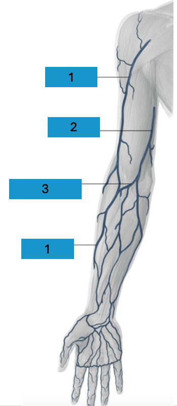 <p>Oppervlakkige venen arm</p>