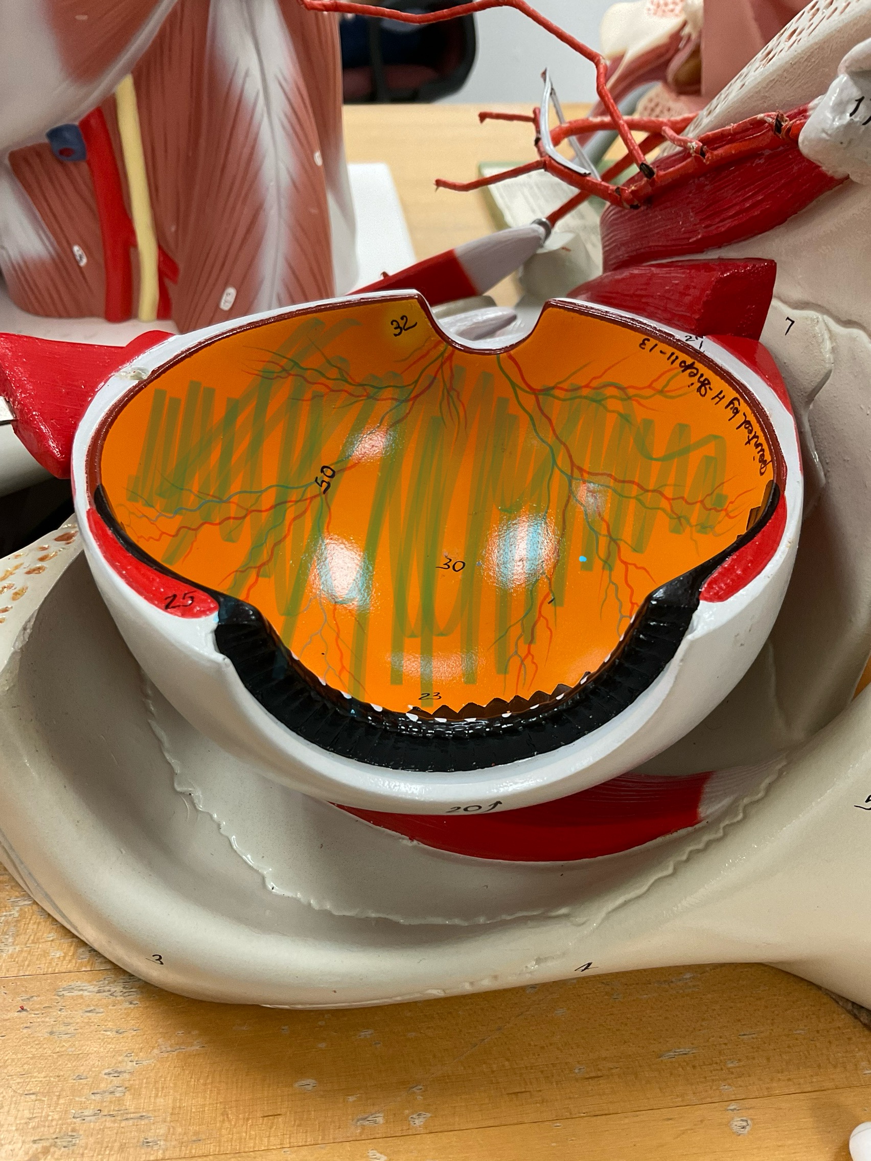 <p>Orange portion</p>