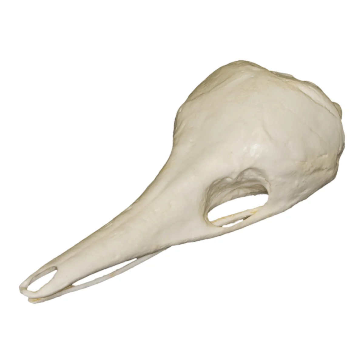 <p>Family <span>Tachyglossidae</span></p>