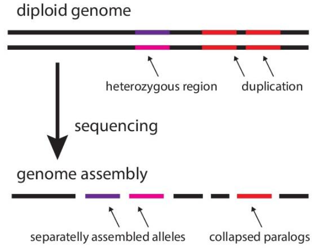 <p>Heterozygosity is genetic variability between copies of the genome, i.e., many different alleles at numerous locations in the genome.</p><p>This is common in grapevines due to their long history of outcrossing and vegetative propagation </p><p>Challenging because: </p><ol><li><p>Genome assembly complexity </p><p>high heterozygosity makes it difficult to assemble the genome accurately because the two haplotypes (maternal and paternal) can be very different. This can lead to fragmented genomes or incorrect assembly</p></li><li><p>Variant calling issues </p><p>distinguishing true variations from sequencing errors is more difficult when there’s a lot of natural variation in the genome </p></li><li><p>mapping and alignment errors </p><p>reads from one allele might not map well to a reference based on the other, reducing the accuracy of downstream analyses like gene expression </p></li></ol><p></p>