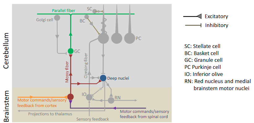 <ul><li><p>The axons of granule cells ascend to the molecular layer and then bifurcate to form parallel fibers that run along the length of the folia.</p></li><li><p>Each parallel fiber makes excitatory synapses with hundreds of Purkinje cells along the length of the folia. Purkinje cells in turn project to the deep nuclei where they make inhibitory synapses</p></li></ul><p></p>