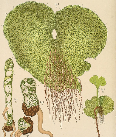 <p>what phylum is shaped like a green heart underneath a microscope?</p>