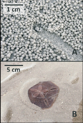 <p>What are biodiffusers?</p>