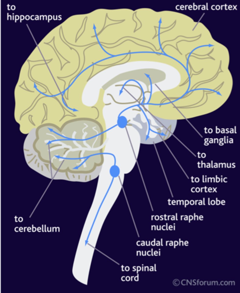 <p>spinal cord</p><p>brainstem</p><p>pain modulation</p>