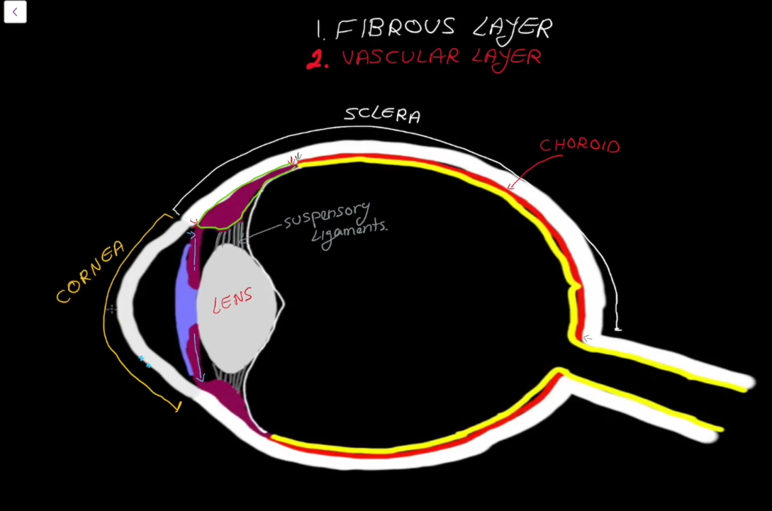 <ul><li><p>Surrounds the lens of the eye.</p></li><li><p>Has suspending ligaments that connect to the lens of the eye.</p></li></ul><p></p>