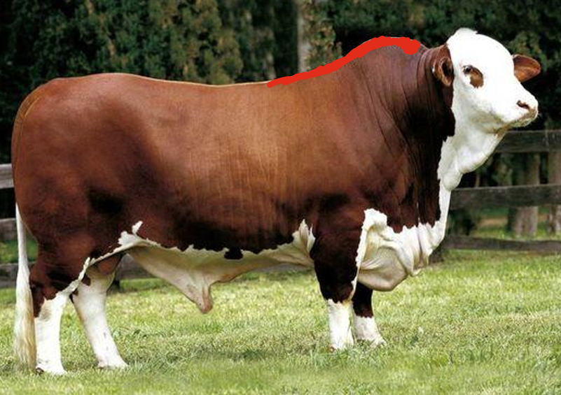 <ul><li><p>5/8 Hereford 3/8 Brahman</p></li><li><p><strong>Will carry the white markings</strong></p><ul><li><p>Dominate gene!</p></li></ul></li><li><p>Noted for being <strong>excellent mothers</strong></p><ul><li><p><strong>High fertility &amp; milk production</strong></p></li></ul></li></ul><p></p>