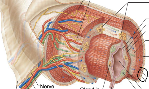 <p>outermost layer which is made up of the visceral peritoneum</p>