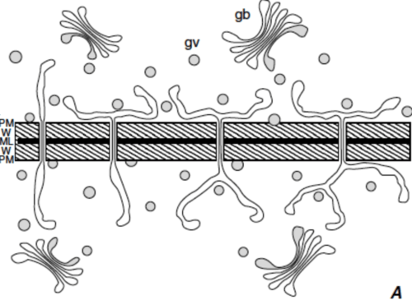 <p>plasmodesma formation</p>