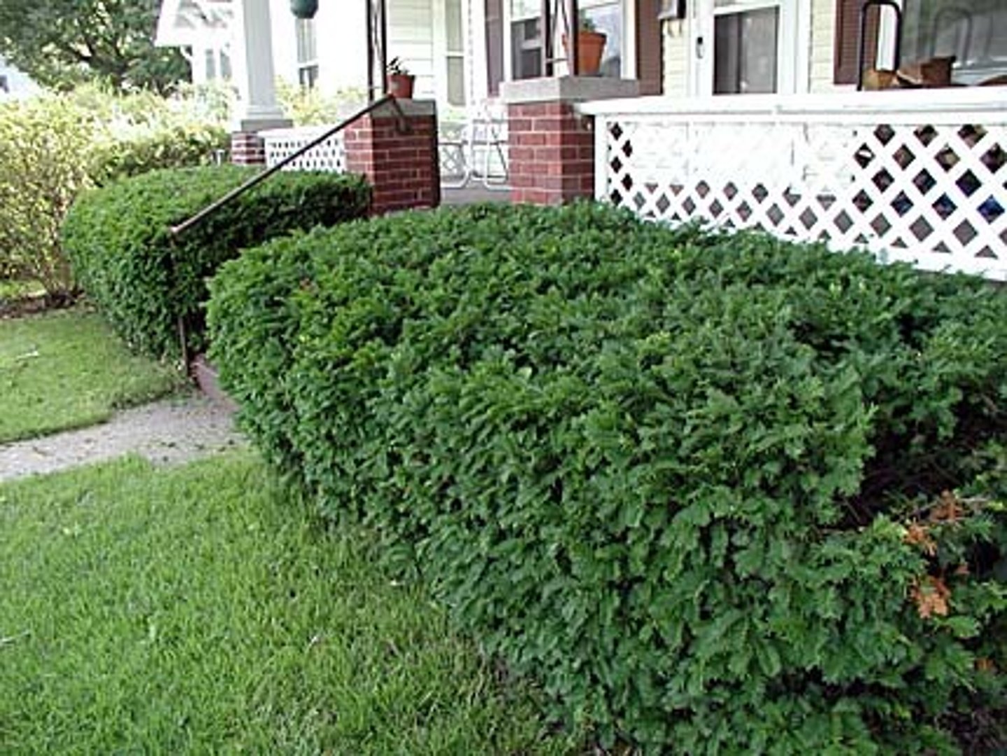 <p>the bushes</p>