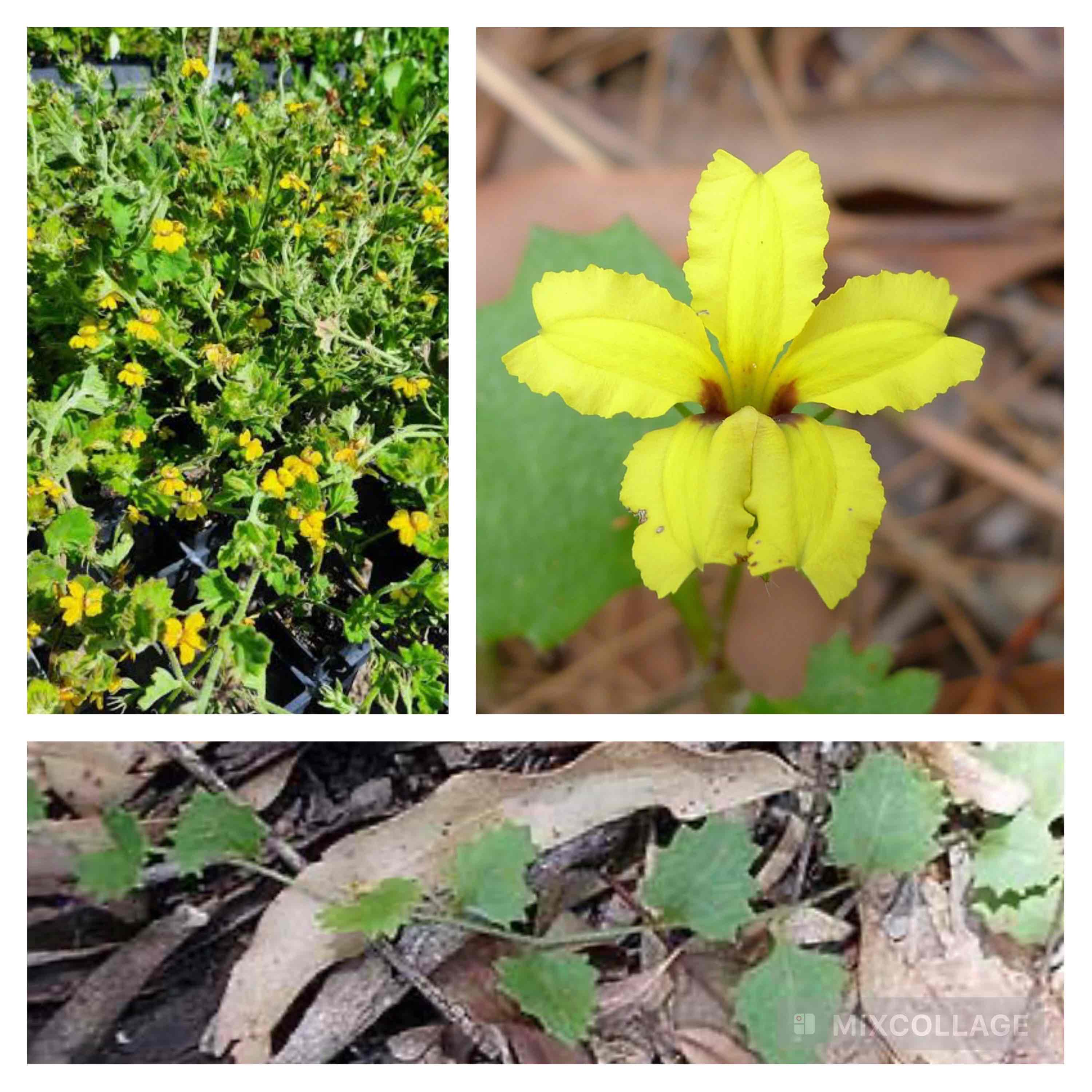 <p>Round leaved goodenia</p>