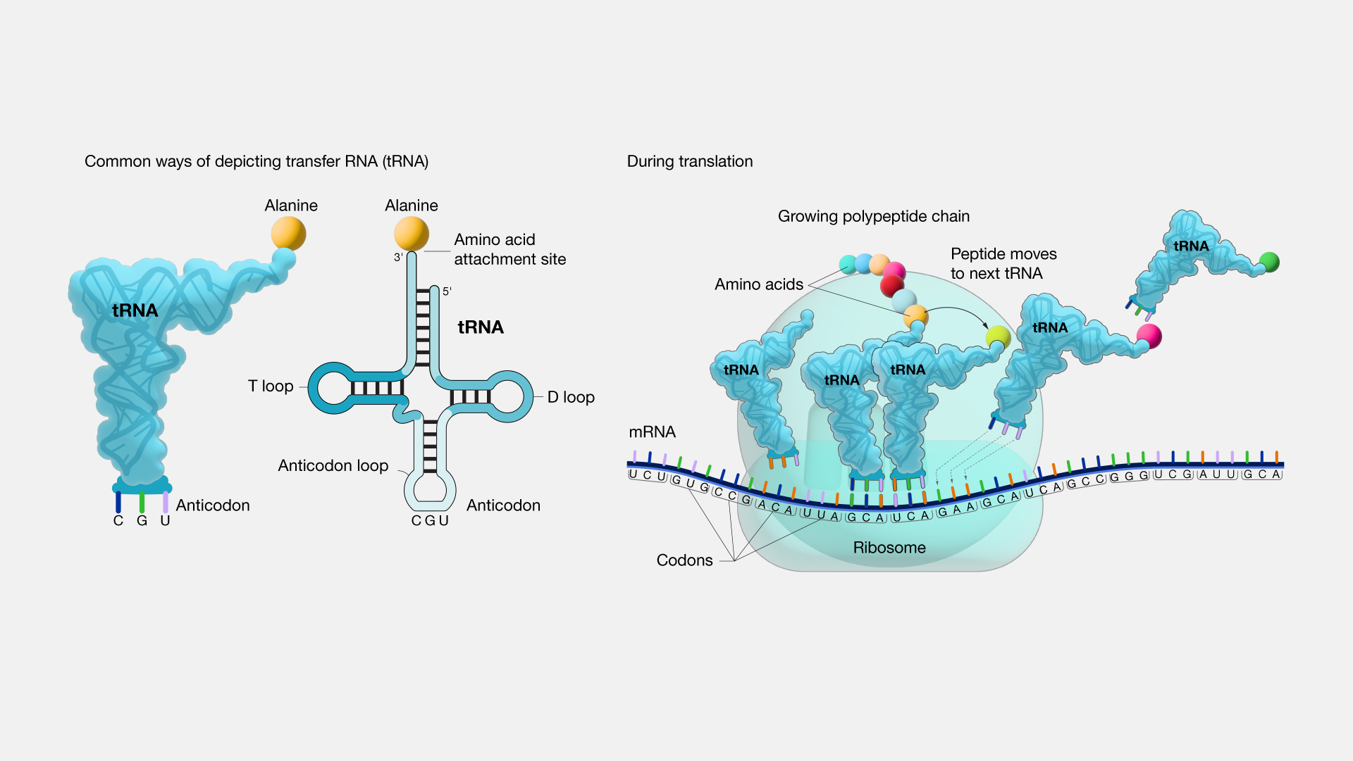 <ul><li><p>formed by <strong>transcription</strong></p></li><li><p>plays a key role in protein synthesis, linking mRNA and the chain of amino acids</p></li></ul><p></p>