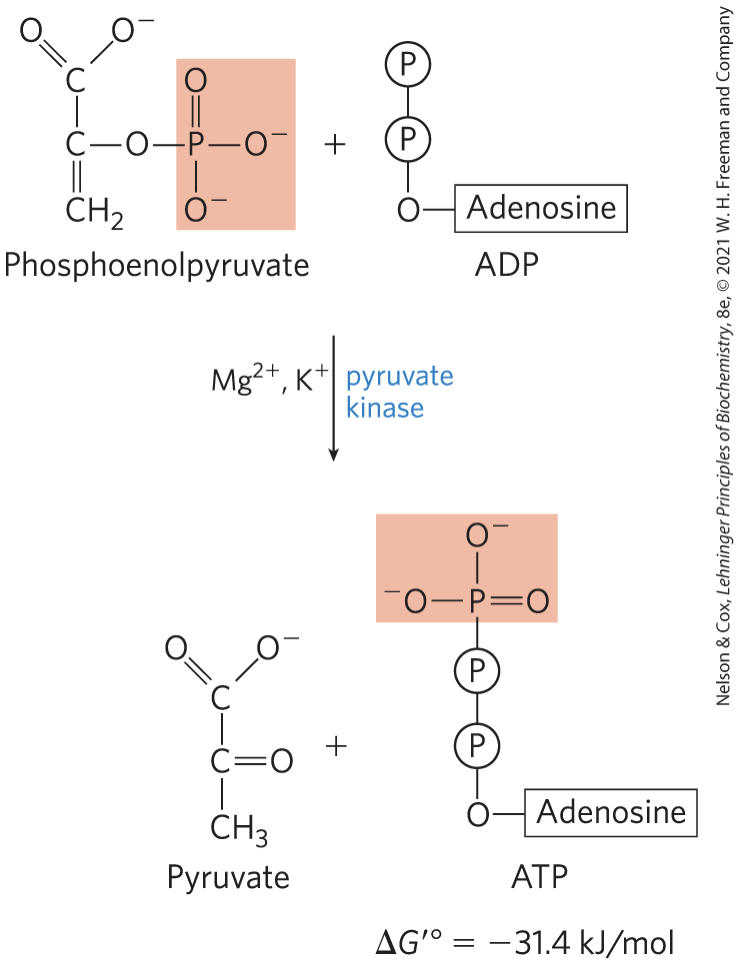 <p><strong>pyruvate kinase</strong> catalyzes the transfer of the phosphoryl group from phosphoenolpyruvate to ADP, yielding <strong>pyruvate</strong></p><p>requires K+ and either Mg2+ or Mn2+</p>