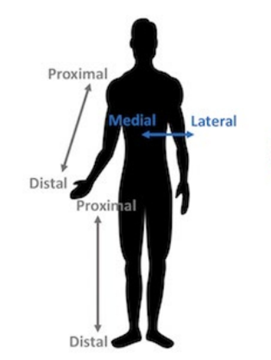<p>away from the midline of the body</p><p>away from the median plane or away from the middle of a part</p>