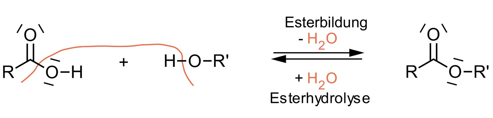 <p>E. Esterification</p>
