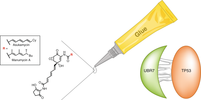 <p>“glues” together new nucleotides </p>