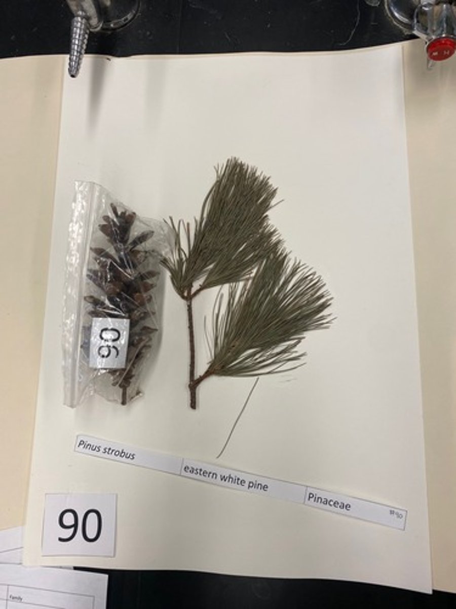 <p>Pinus strobus (Pinaceae)</p>