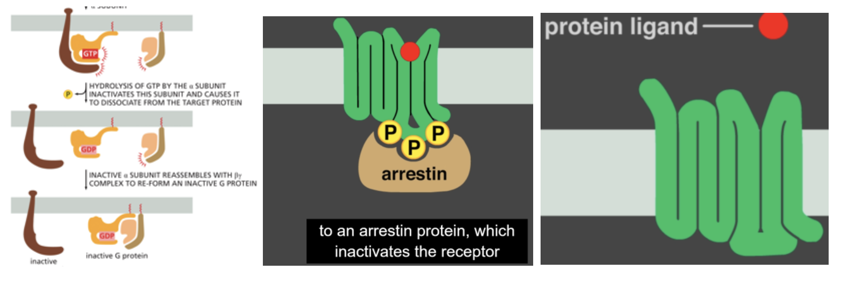 <p>3 mechanisms that allows GPCR pathway to be shut down</p>