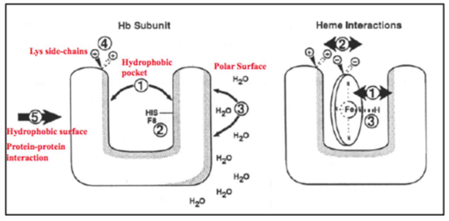<p>hydrophobic pocket protects iron from oxidation; has lysine side chains to form electrostatic interactions to position heme</p>