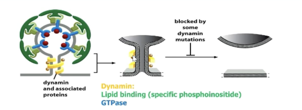 <p>Use dynamin!</p><p>Dynamin (a GTP binding protein) wraps around the stem of the budding vesicle to form a helical oligomer (oligomerizes).</p><p>Dynamin hydrolyzes GTP causing conformation change → helix squeezes causing the pinching off of the Clathrin vesicle.</p>