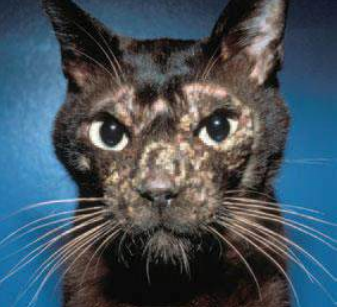 <p>Enfermedad autoinmune poco común en perros y gatos que afecta epidermis y foliculos pilosos. Produce anticuerpos contra <em>Desmogleina 1.</em></p><p>Se producen vesículas y bullas superficiales que pasan a pústulas. </p><p></p>