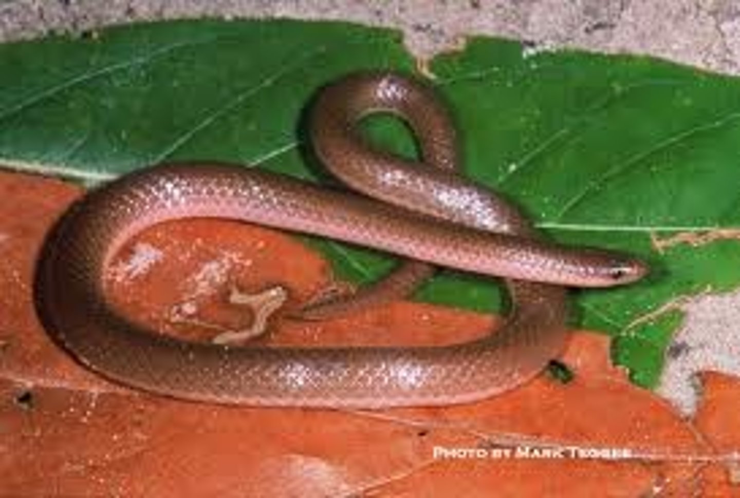 <p>Eastern worm snake</p>