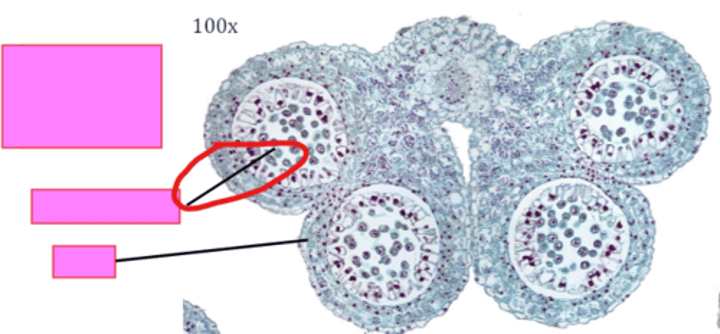 <p>identify and tell ploidy</p>