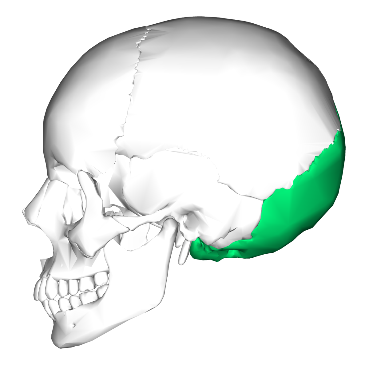 <p>Skull Bone </p>