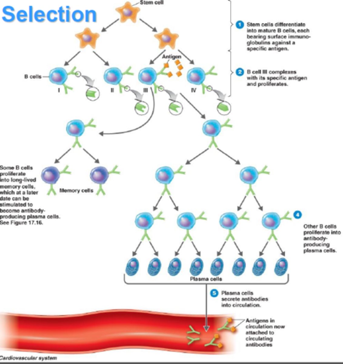 <p>antigens bind to specific receptors, causing a fraction of lymphocytes to clone themselves</p>