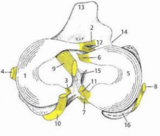 <p>Ligaments des ménisques</p>