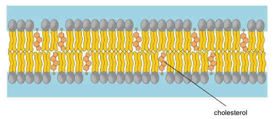 <ul><li><p>increases membrane fluidity at low temperatures</p></li><li><p>decreases membrane fluidity at high temperatures </p></li></ul>